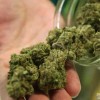 600 tő marihuána egy hévizgyörki házban 600 tő marihuána egy hévizgyörki házban
